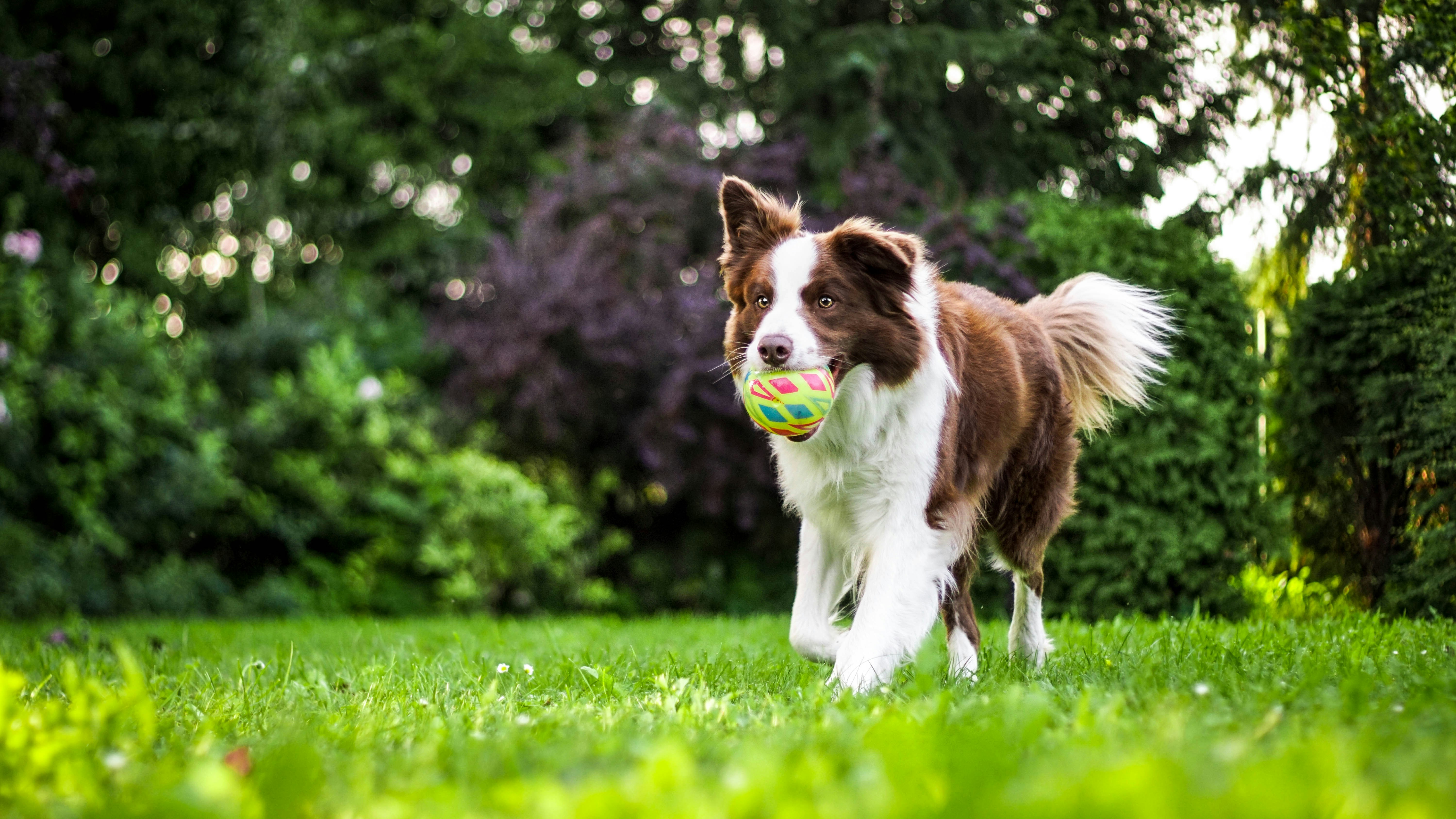Happy Border Collie running on grass with a colorful ball in its mouth in a lush green garden