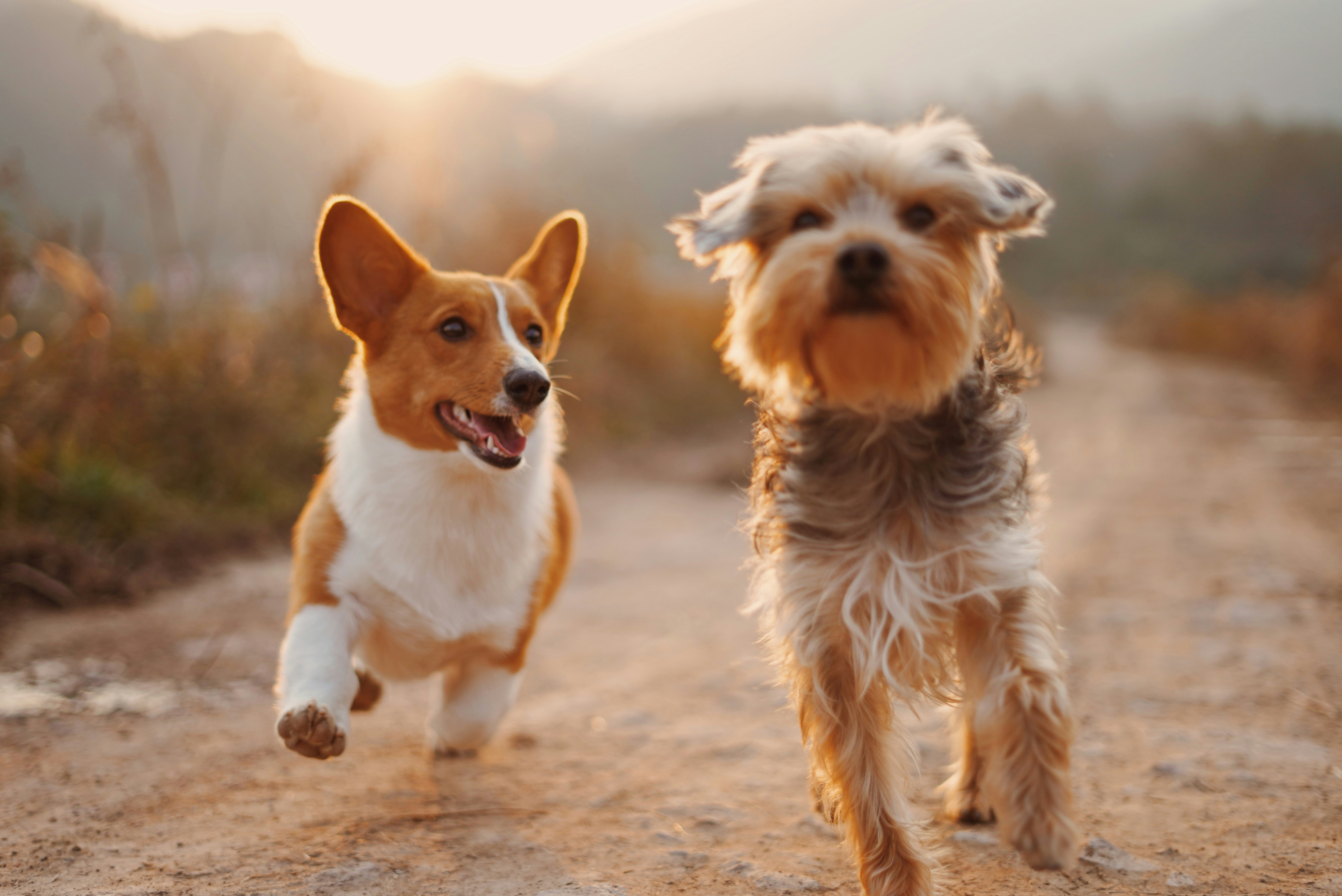 Two happy dogs running on a dirt path at sunset, a Corgi and a Yorkshire Terrier.