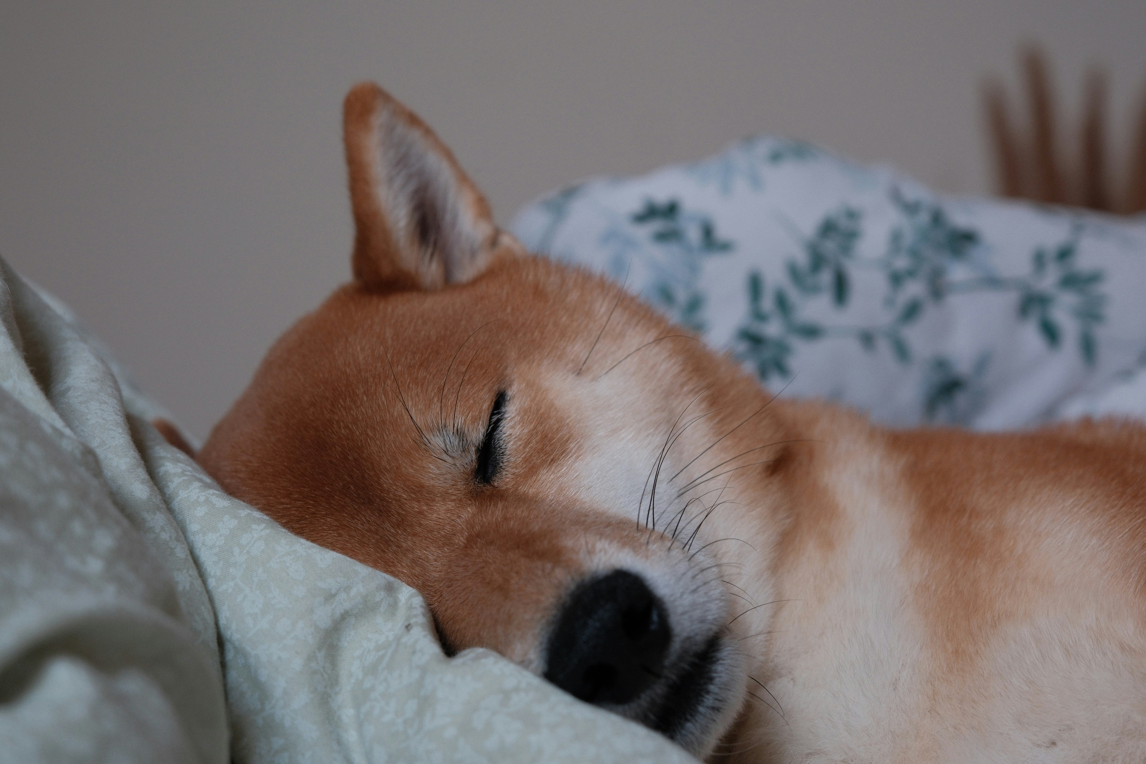 Chiba Inu sleeping in a gey couch.